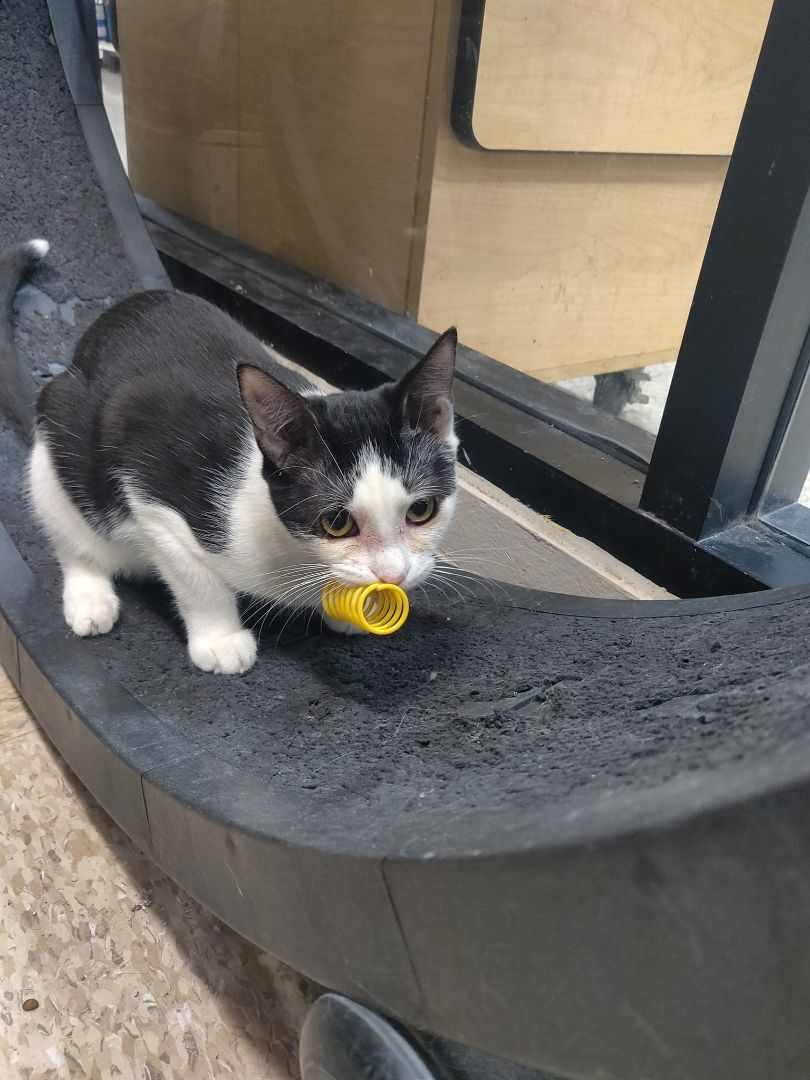 Sophie, Adoptable, Young Female Domestic Short Hair.