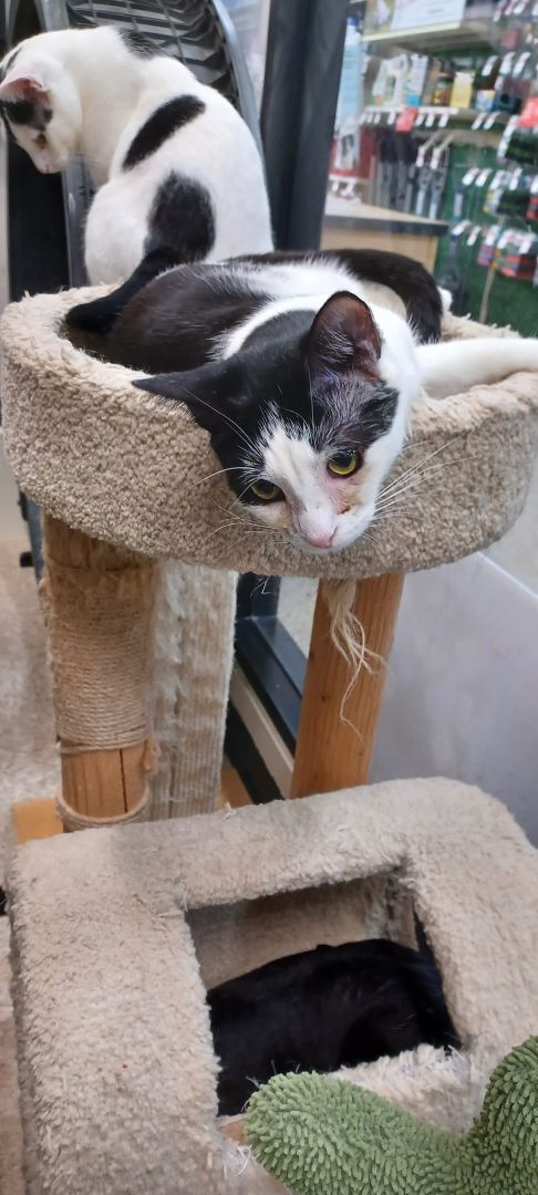 Sophie, a Adoptable mixed breed in Long Beach, CA image 2/8