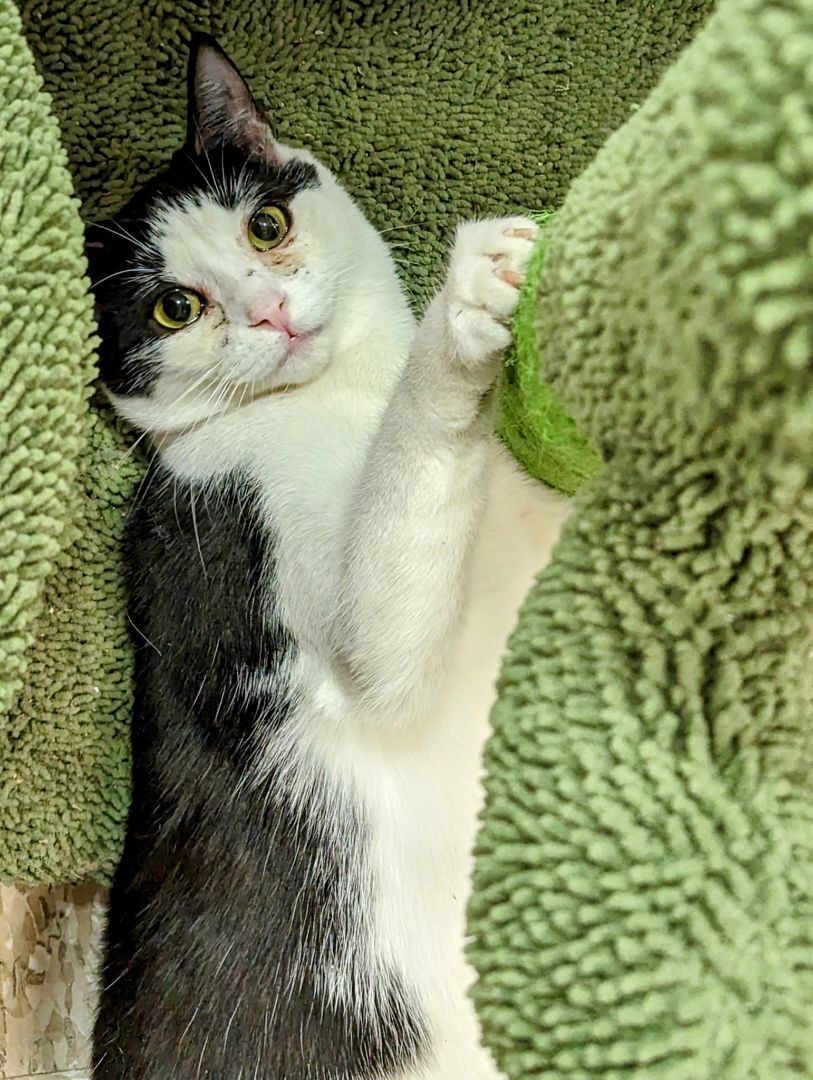 Sophie, a Adoptable mixed breed in Long Beach, CA image 3/8