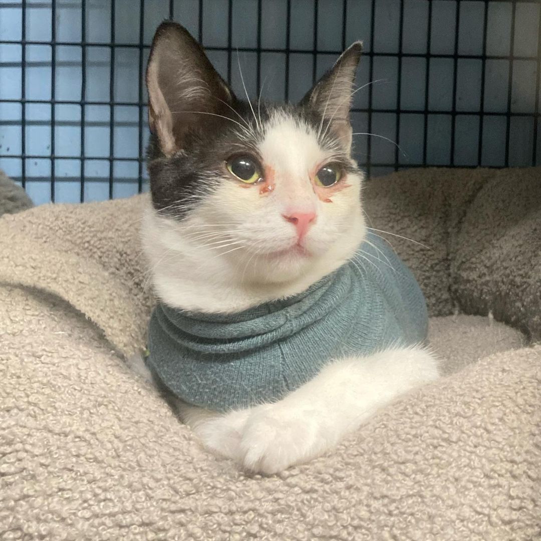 Sophie, a Adoptable mixed breed in Long Beach, CA image 4/8