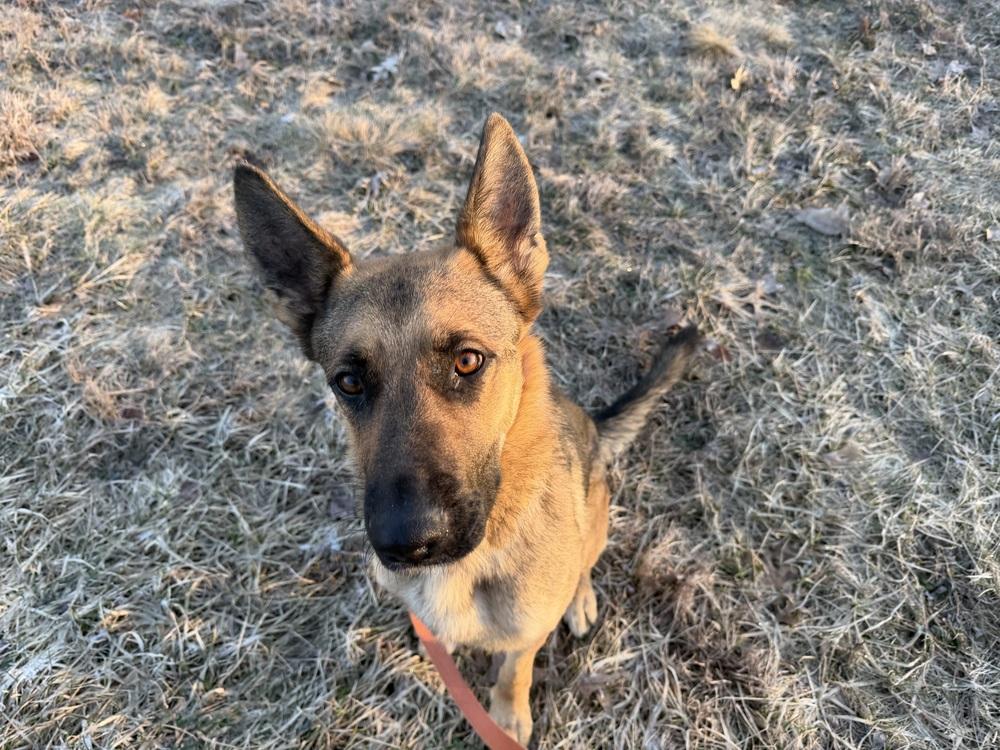 Enlarge Paprika, a Adoptable mixed breed in Kalamazoo, MI image 2/6