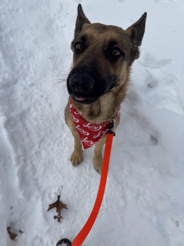 Enlarge Paprika, a Adoptable mixed breed in Kalamazoo, MI image 2/3