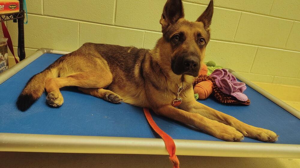 Enlarge Paprika, a Adoptable mixed breed in Kalamazoo, MI image 3/3