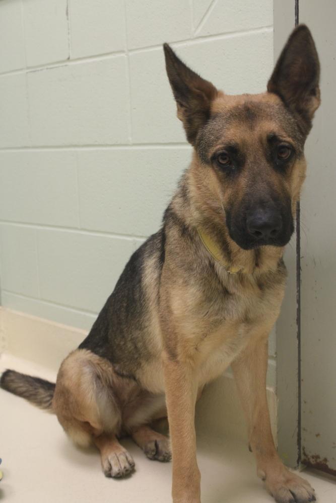 Enlarge Paprika, a Adoptable mixed breed in Kalamazoo, MI image 4/6