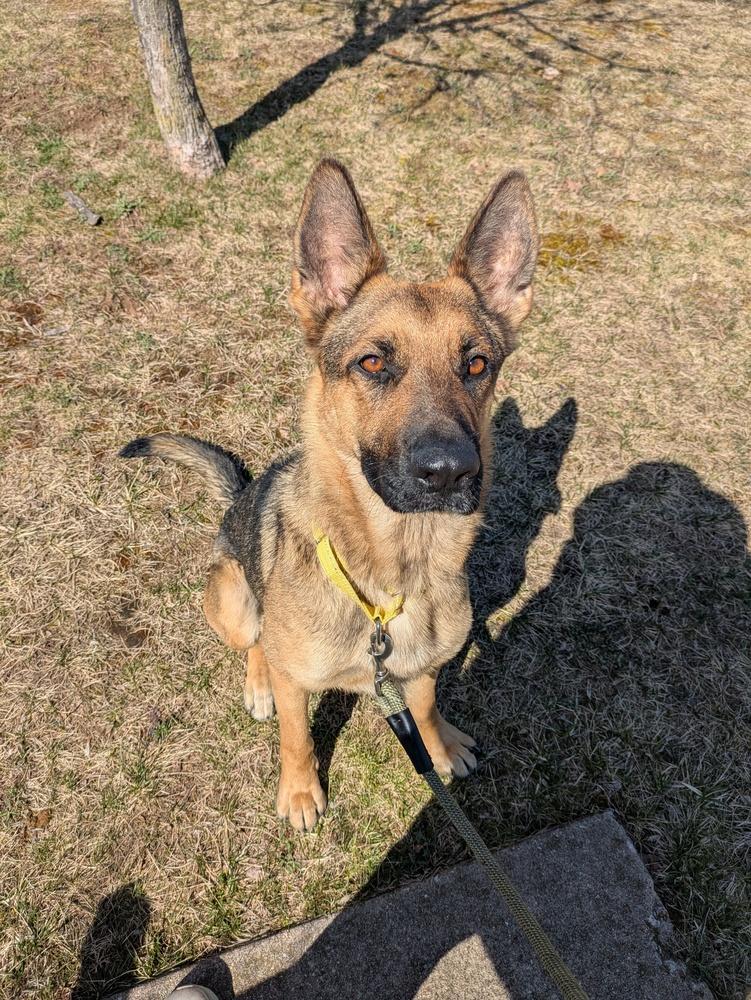 Enlarge Paprika, a Adoptable mixed breed in Kalamazoo, MI image 6/6