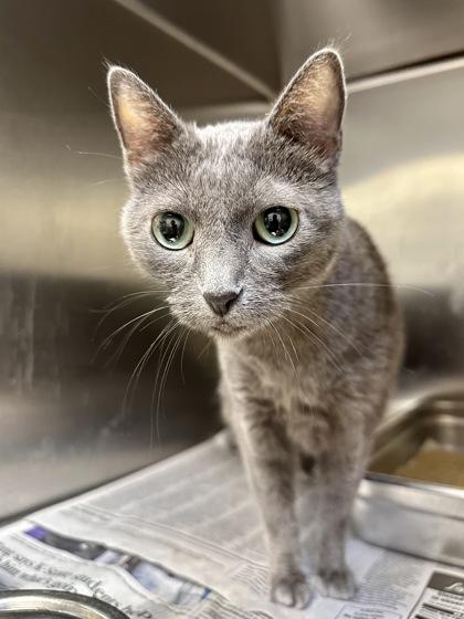 Pistol, Adoptable, Senior Female Domestic Short Hair.