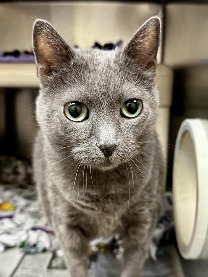 Enlarge Pistol, a Adoptable mixed breed in Wichita, KS image 2/3