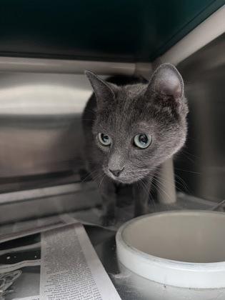 Enlarge Pistol, a Adoptable mixed breed in Wichita, KS image 3/3