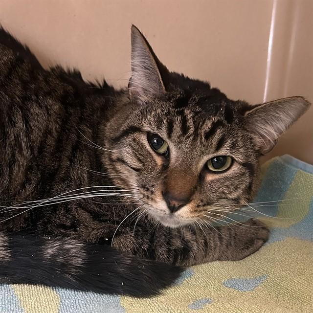 BUBBLES, Adoptable, Young Male Domestic Short Hair.