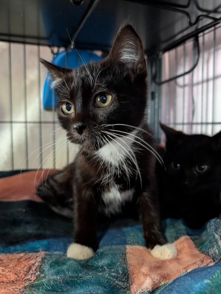 Boo (Bonded with Jet) photo