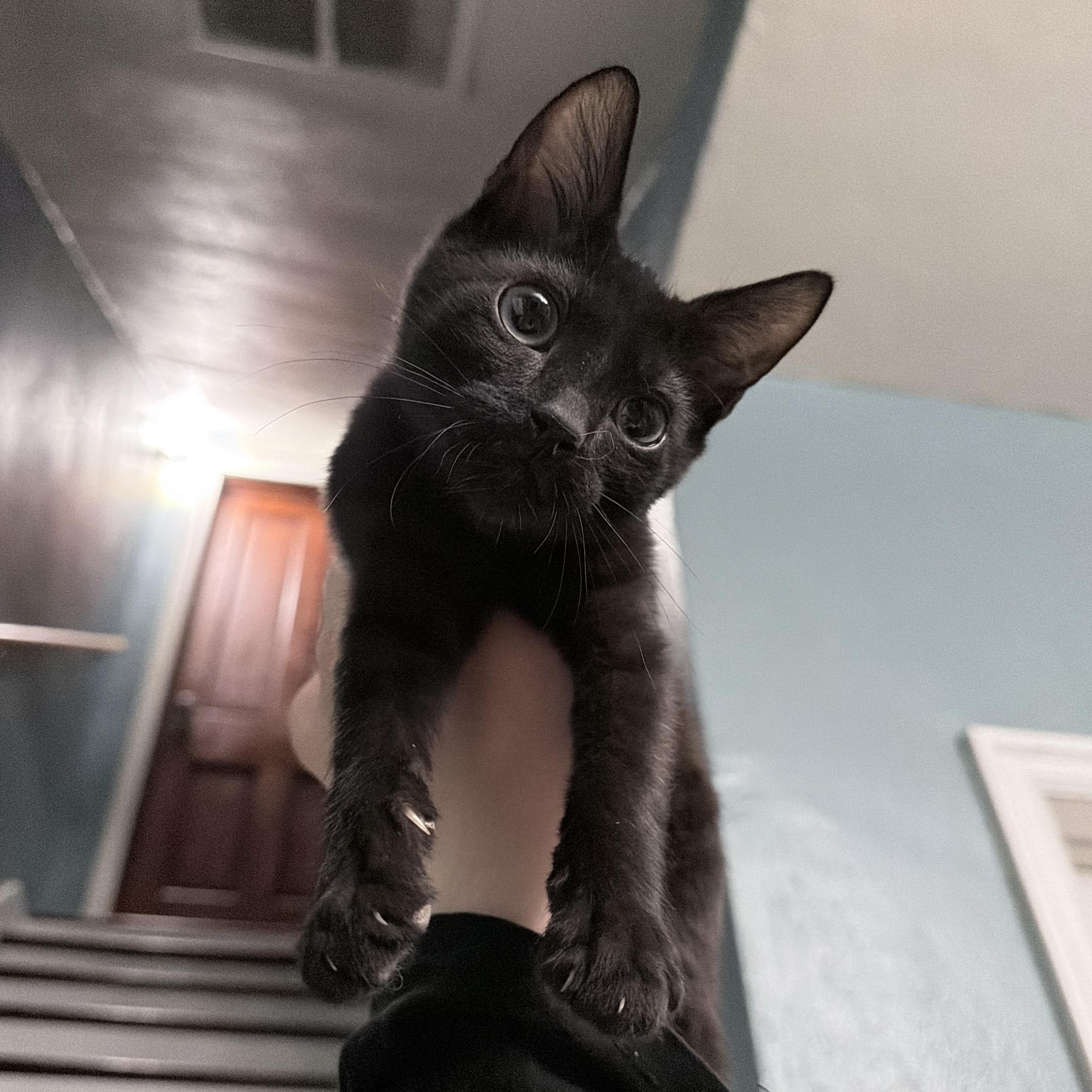 Cosmo, Adoptable, Kitten Male Domestic Short Hair.