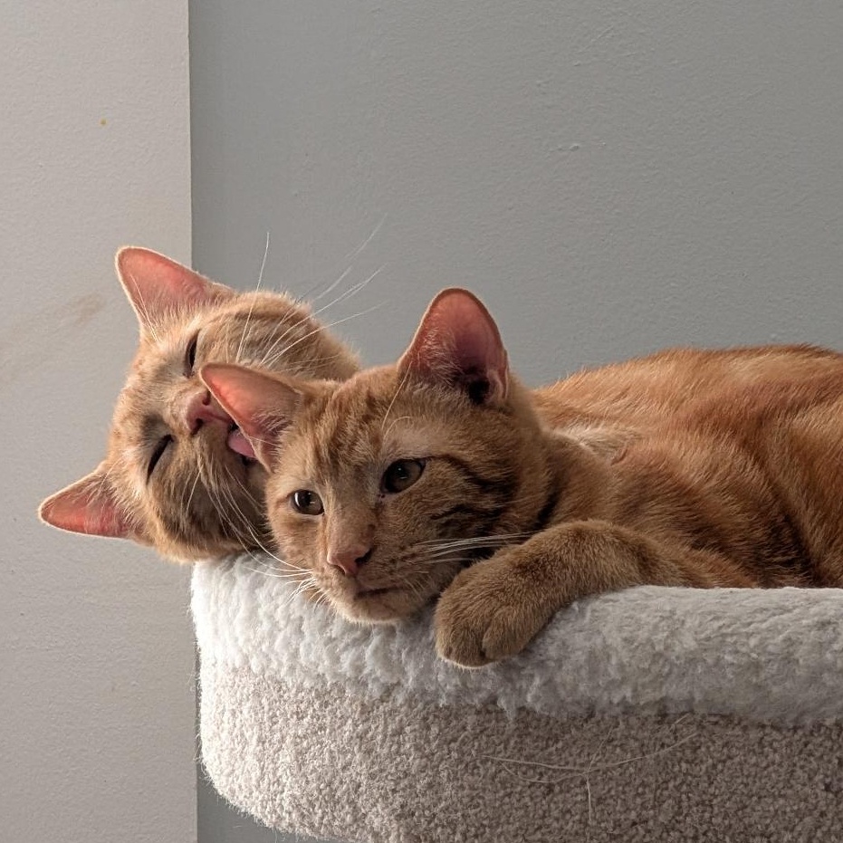 Zachary bonded to Tyler, ADOPTABLE, Young Male Domestic Short Hair.