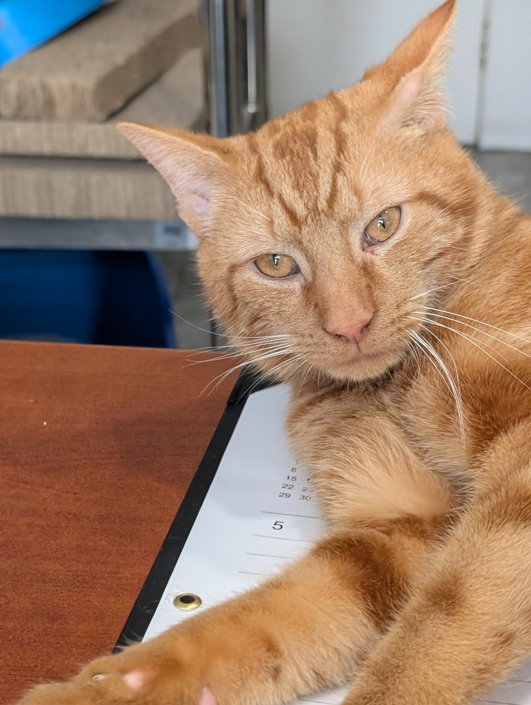 Enlarge Zachary, a ADOPTABLE Domestic Short Hair in Reisterstown, MD image 1/6