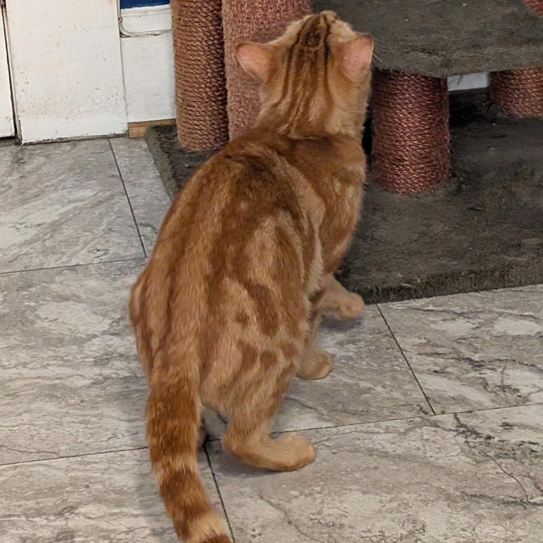 Enlarge Zachary, a ADOPTABLE Domestic Short Hair in Reisterstown, MD image 6/6