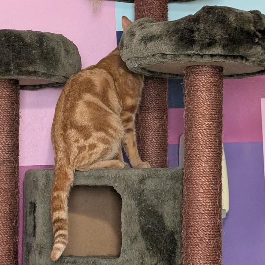 Enlarge Zachary, a ADOPTABLE Domestic Short Hair in Reisterstown, MD image 5/6