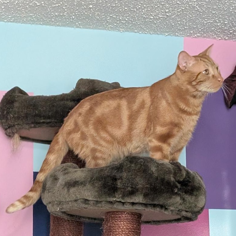 Enlarge Zachary, a ADOPTABLE Domestic Short Hair in Reisterstown, MD image 2/6