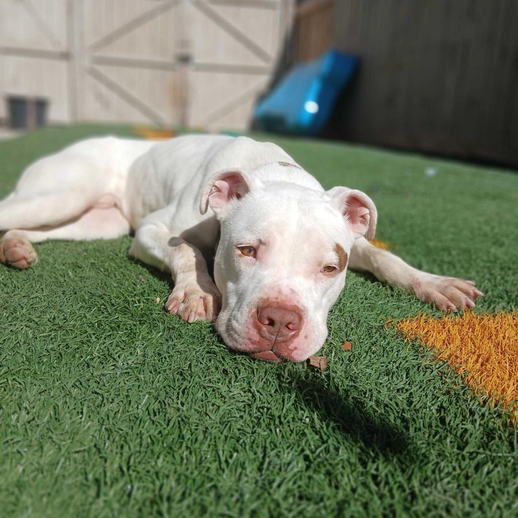 Goob Gooberson — thumbnail 2