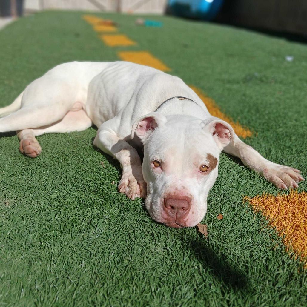 Goob Gooberson — thumbnail 4