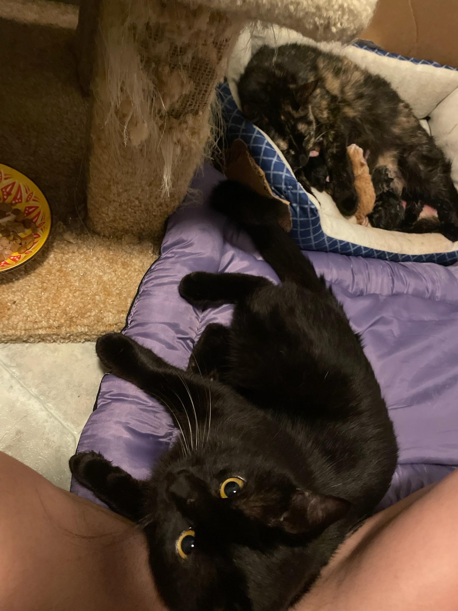 Enlarge Mama Shannon, a Adoptable mixed breed in Blaine , MN image 2/2