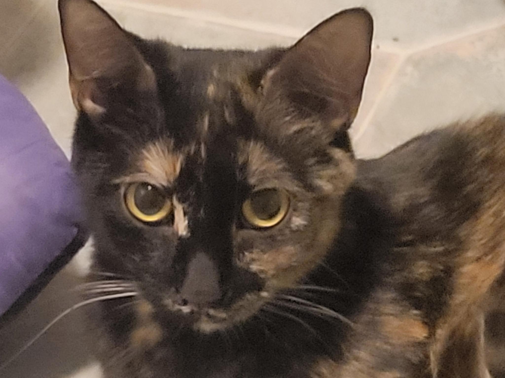 Mama Shannon, Adoptable, Adult Female Tortoiseshell & Domestic Short Hair.