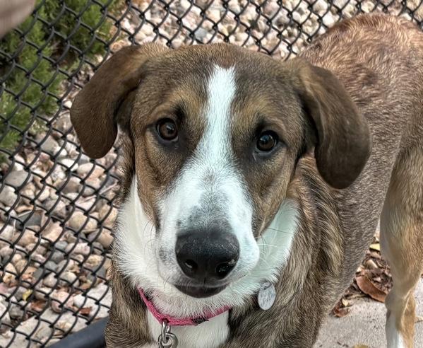 Justin, Adoptable, Young Male German Shepherd Dog & Labrador Retriever.