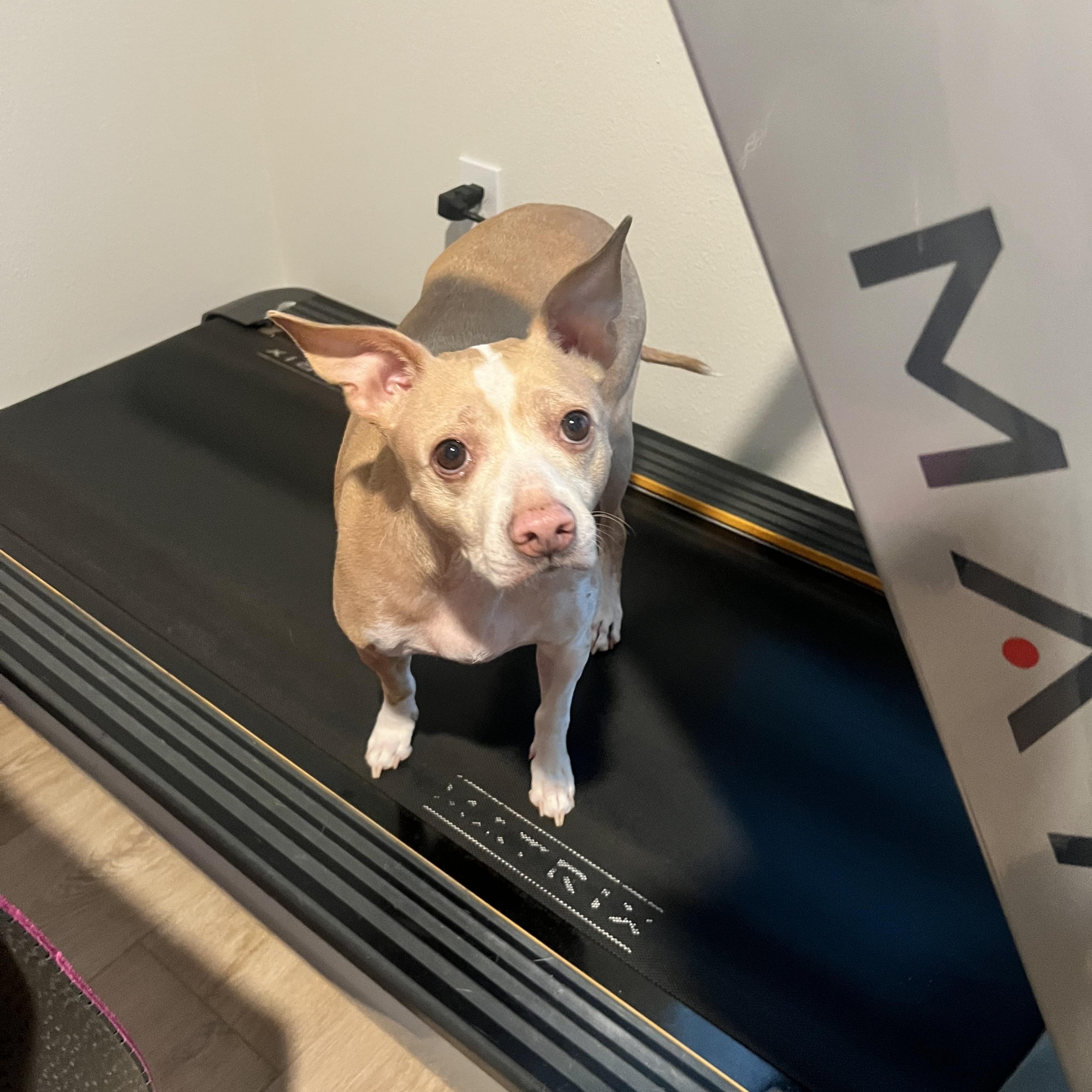 Enlarge Bolt, a ADOPTABLE mixed breed in Wesley Chapel, FL image 3/4