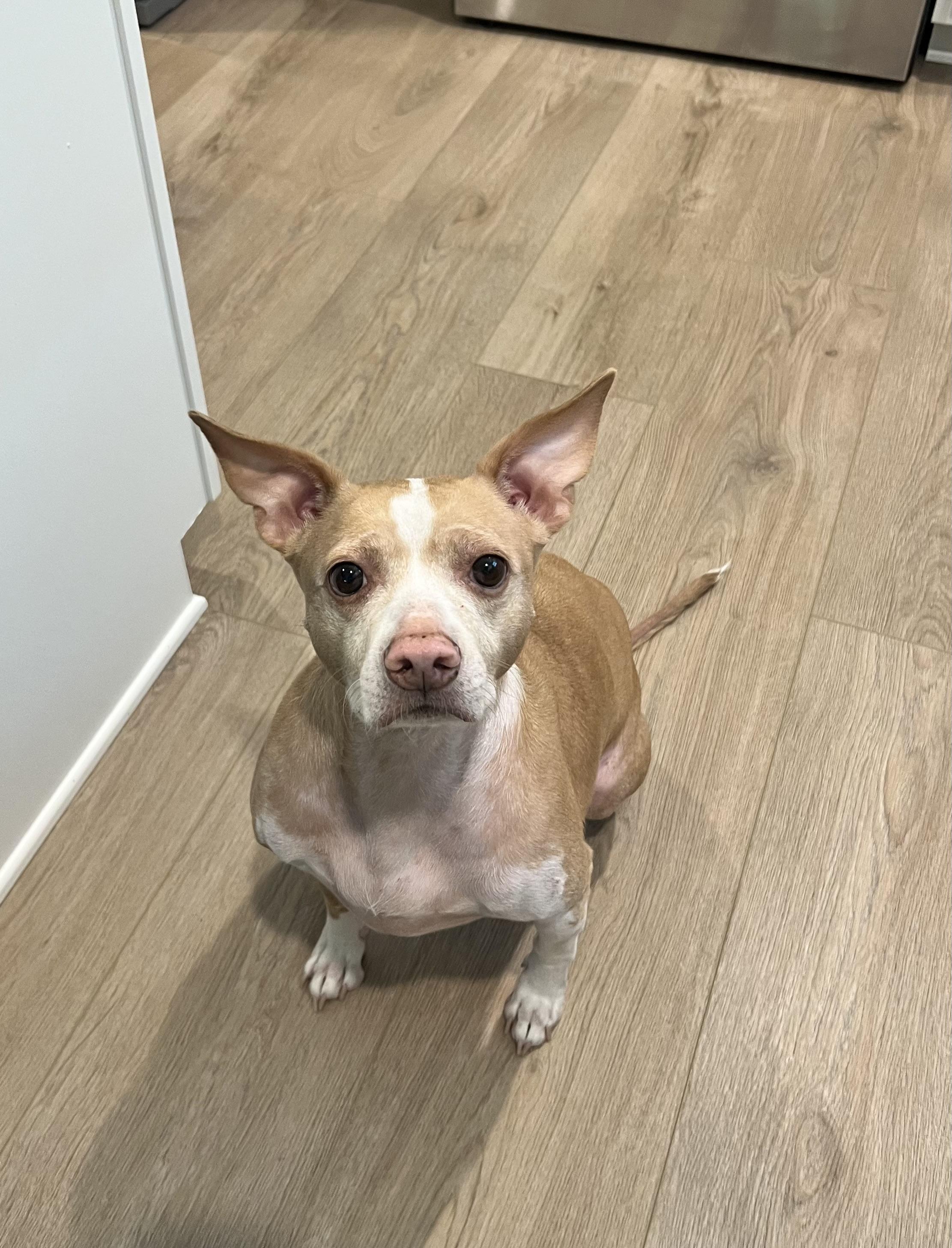 Bolt, ADOPTABLE, Adult Male Pit Bull Terrier & Chihuahua.