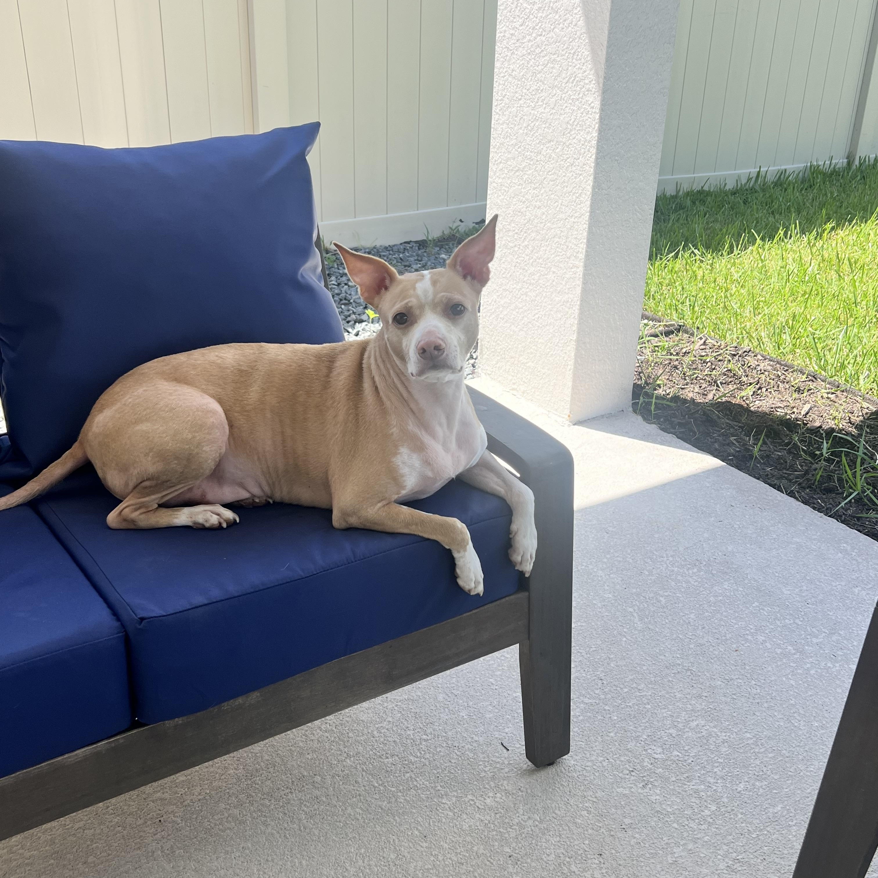 Enlarge Bolt, a ADOPTABLE mixed breed in Wesley Chapel, FL image 4/4