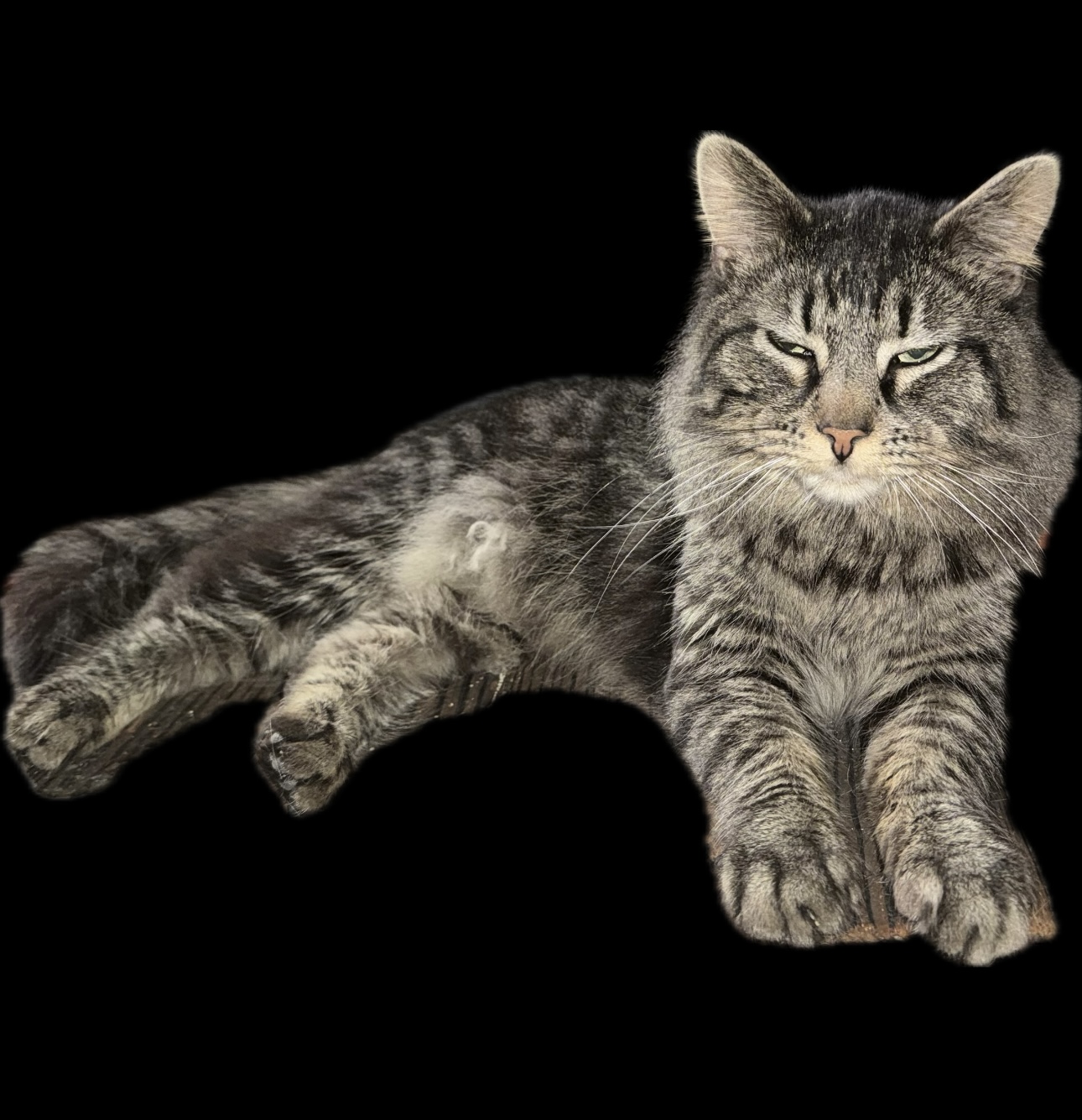 Joey, Adopted, Young Male Maine Coon.