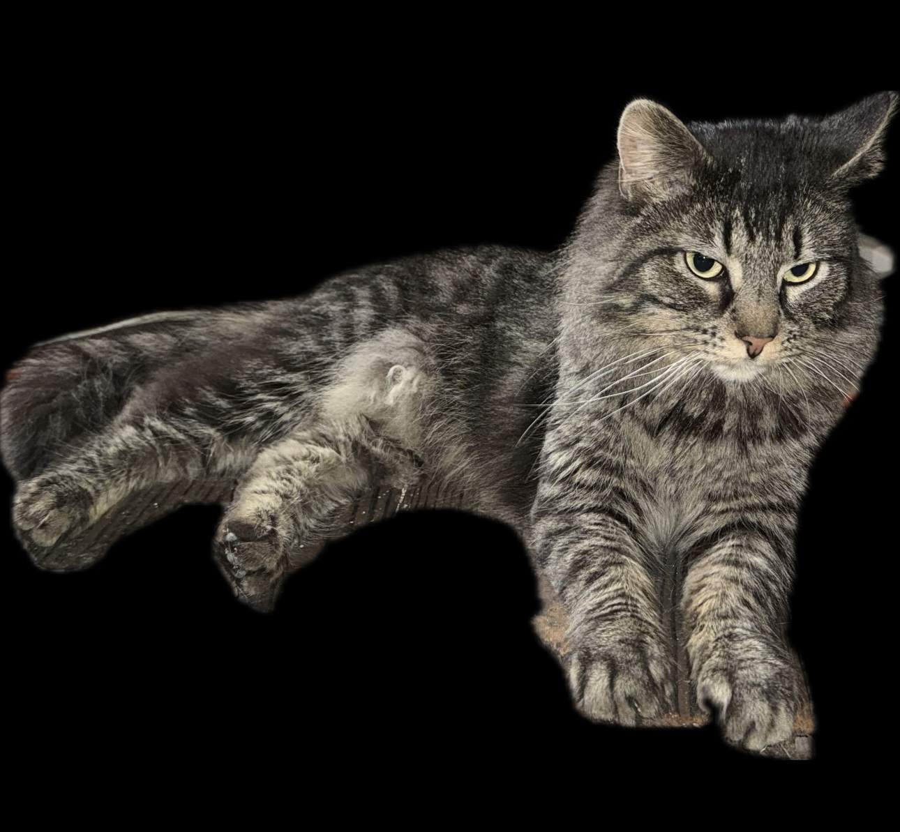 Enlarge Joey, a Adopted mixed breed in Middlesex, NJ image 2/2