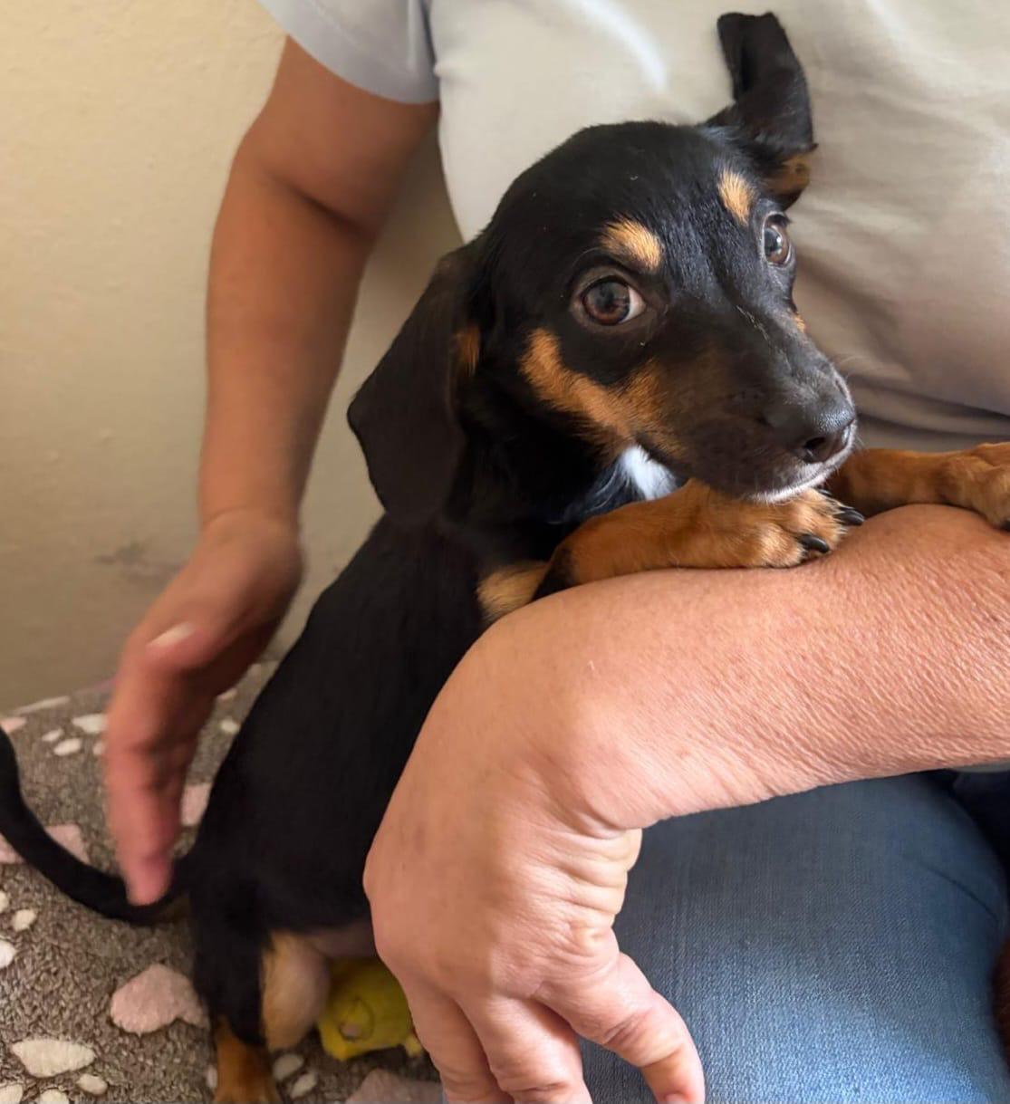 Enlarge Oller, an adopted mixed breed in Virginia Beach, VA image 1/3