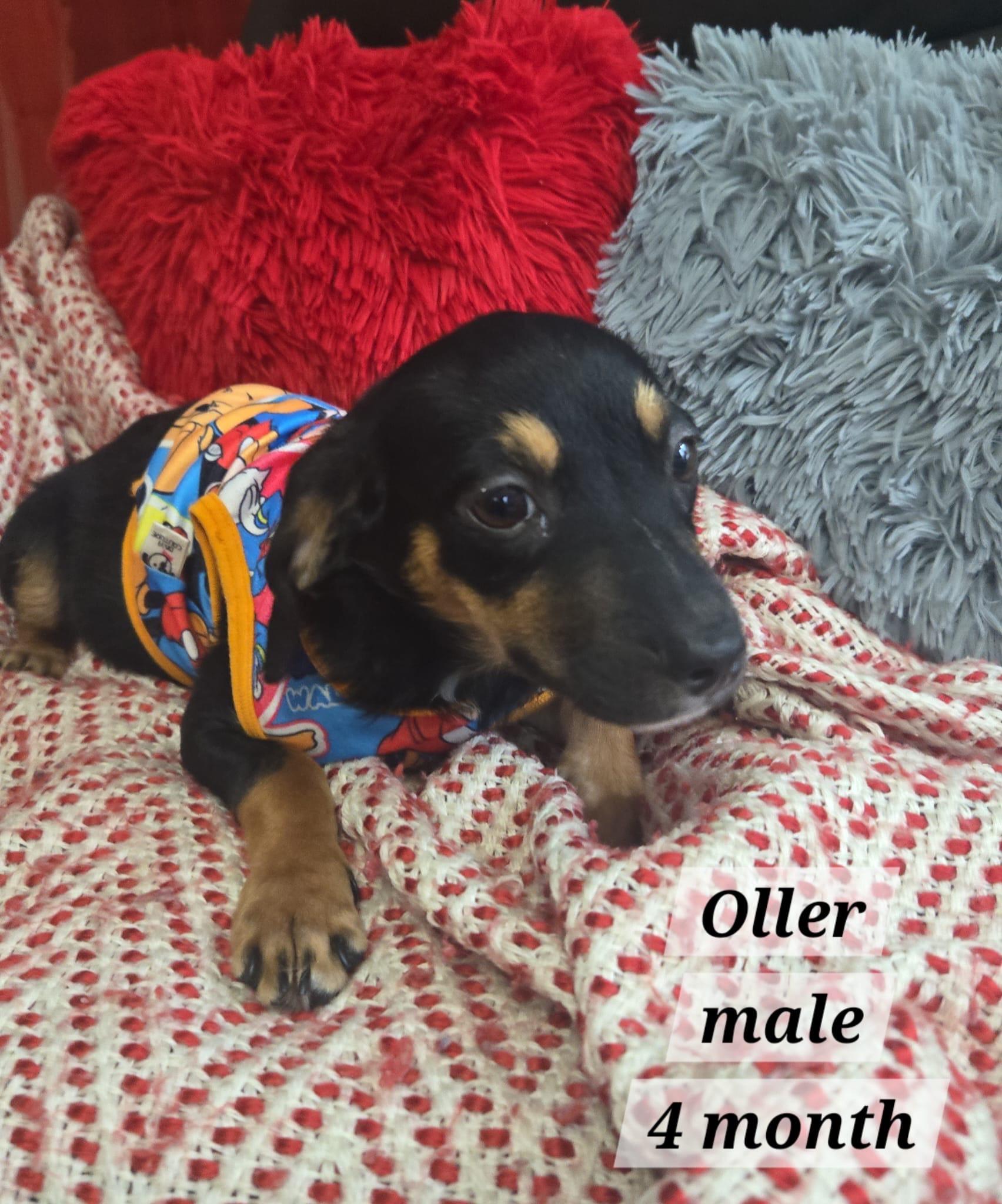 Enlarge Oller, an adopted mixed breed in Virginia Beach, VA image 3/3