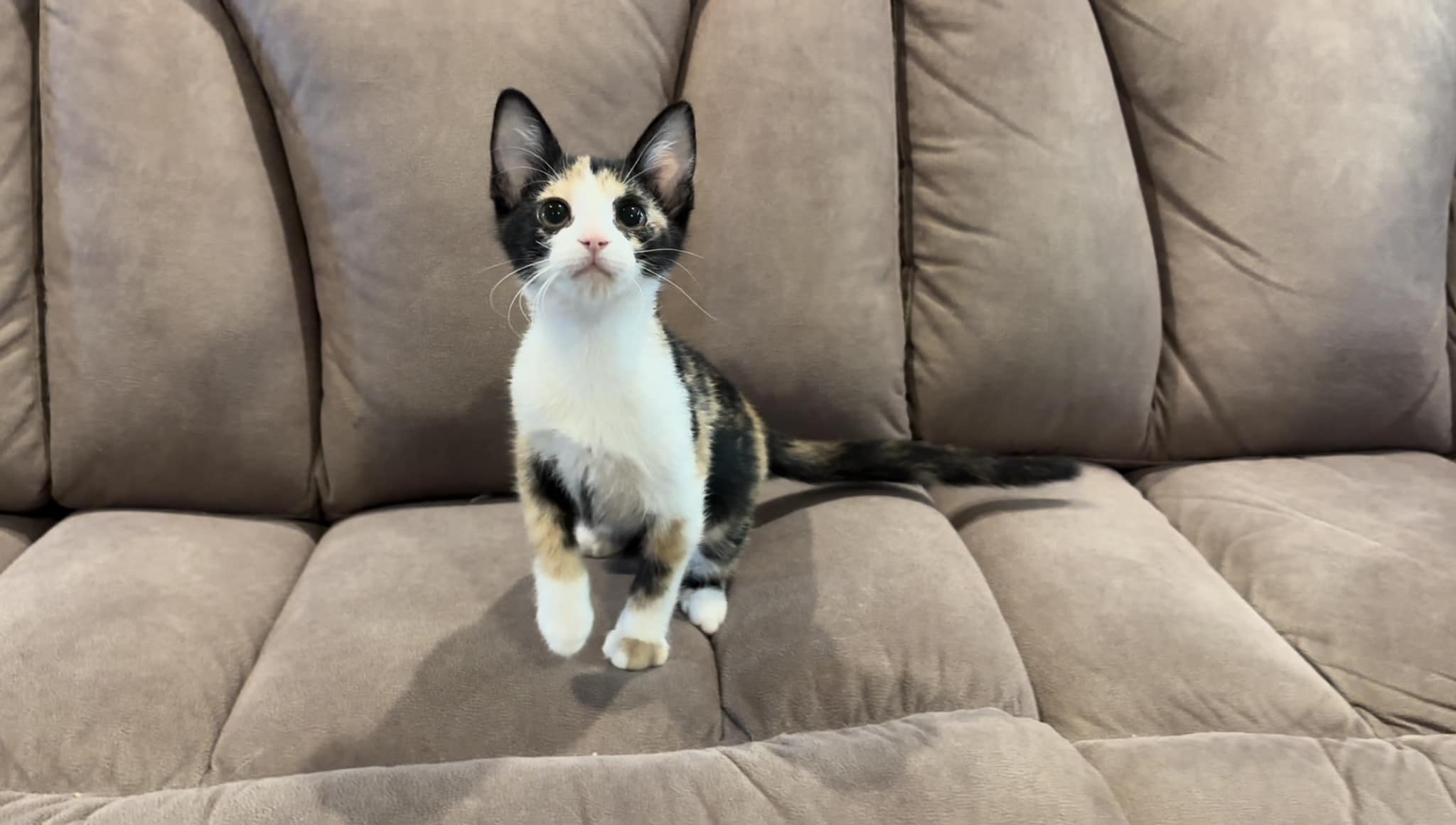 Enlarge Mifflin, a Adopted American Curl in Weatherford, TX image 1/1