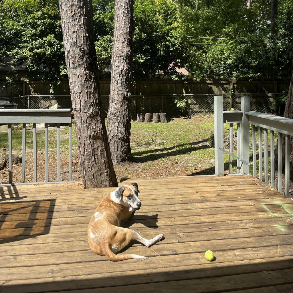 Brady, Adoptable, Senior Male Hound.