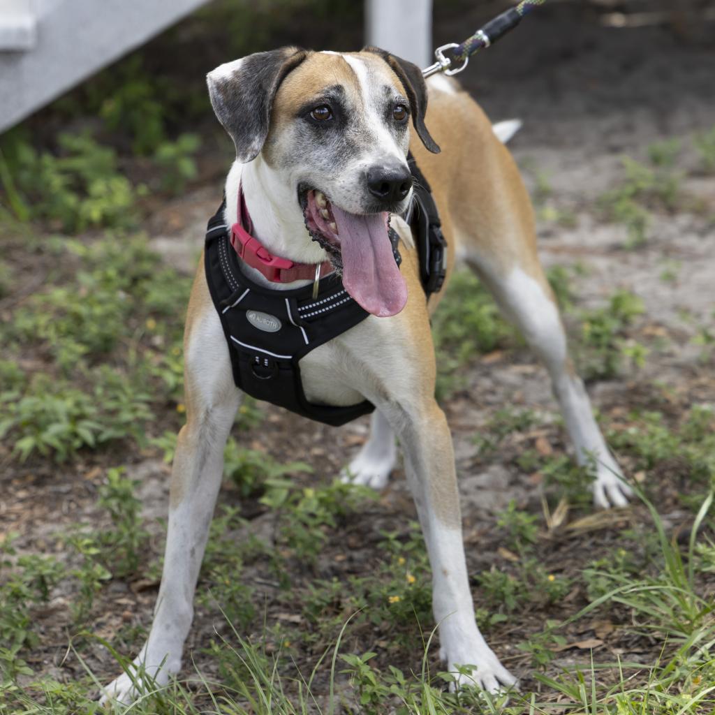 Brady, a Adoptable mixed breed in Gainesville, FL image 2/6