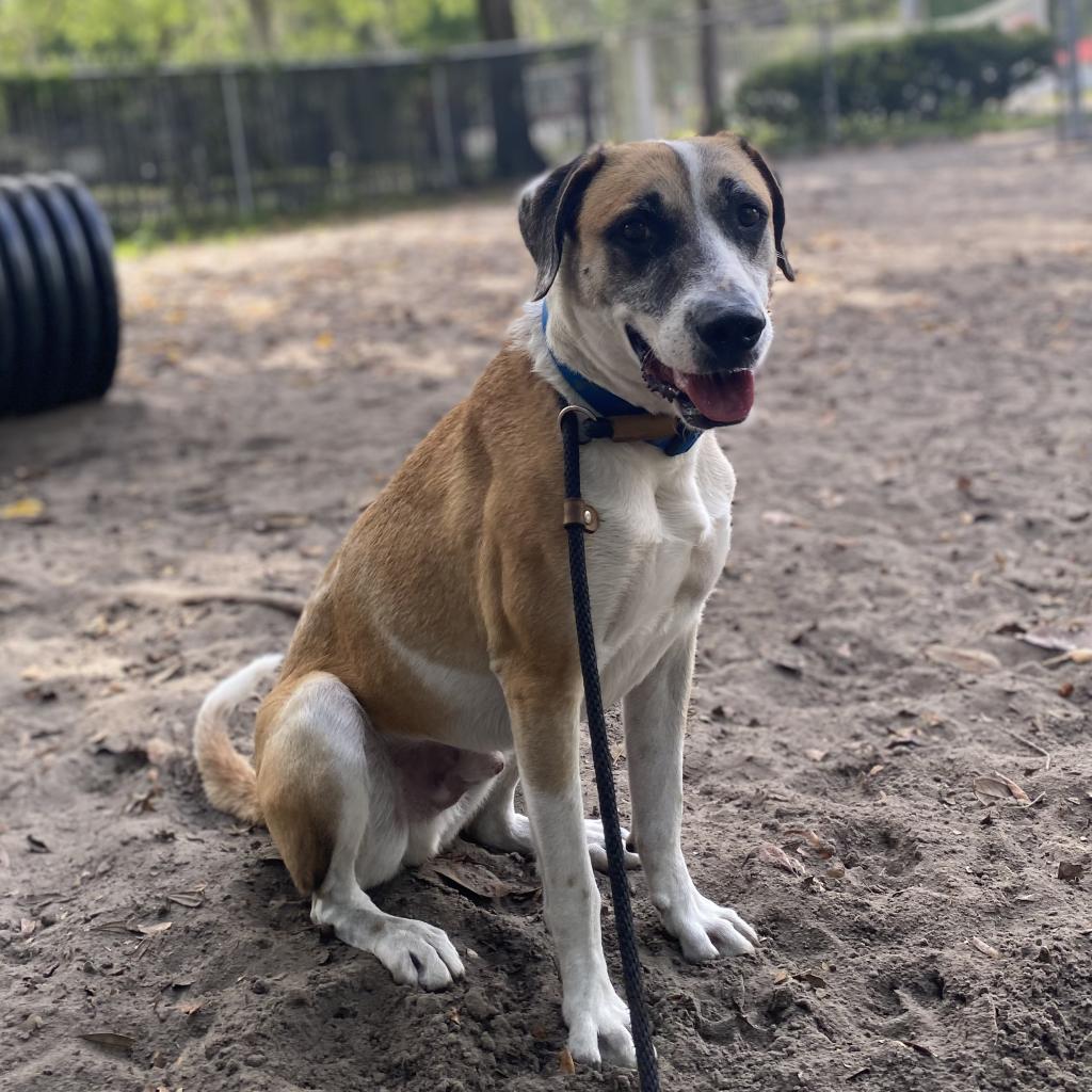 Enlarge Brady, a Adoptable mixed breed in Gainesville, FL image 3/6