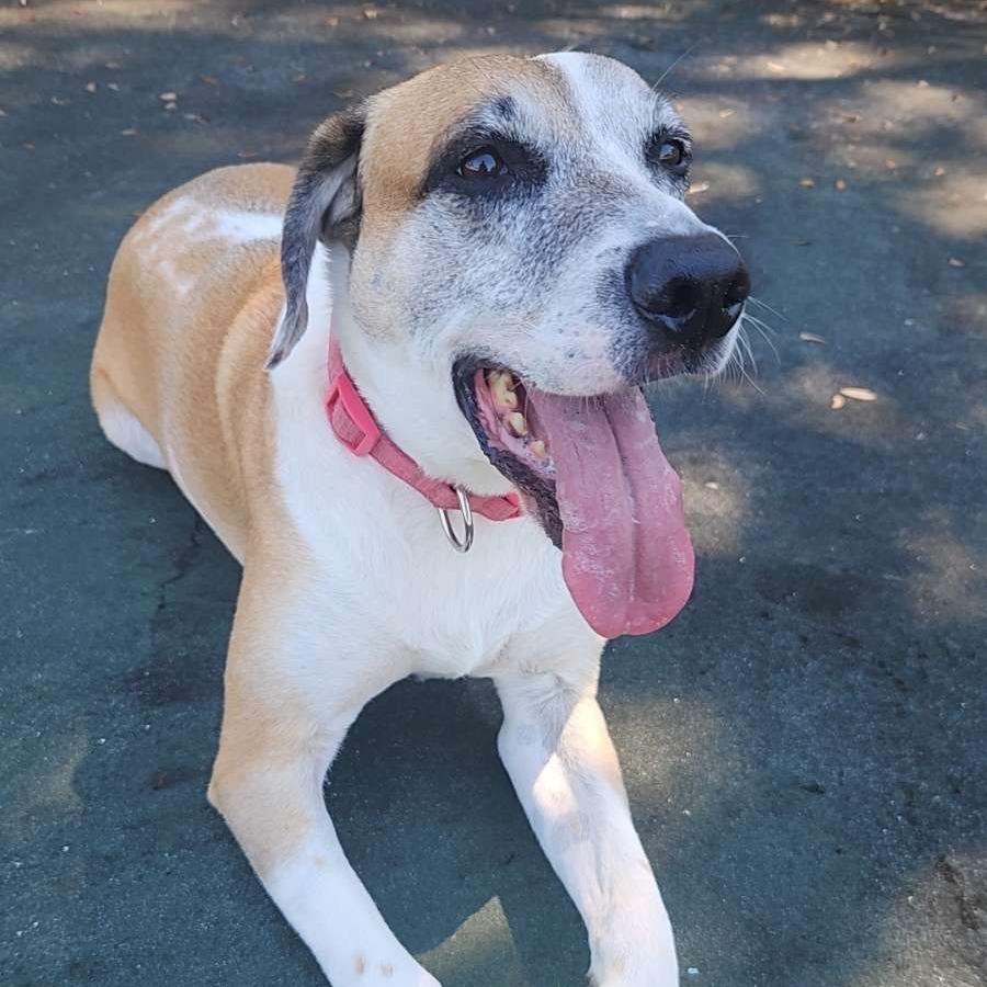 Brady, a Adoptable mixed breed in Gainesville, FL image 3/6