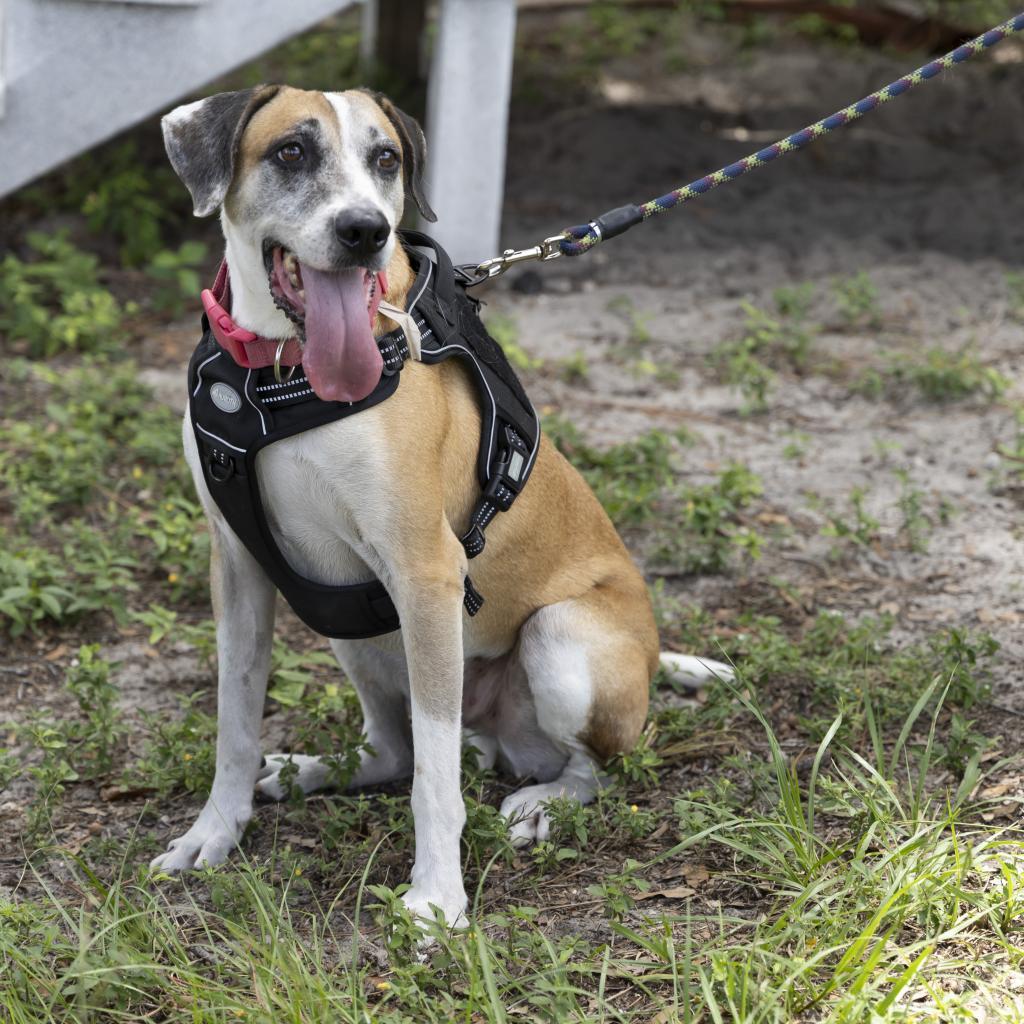 Brady, a Adoptable mixed breed in Gainesville, FL image 4/6