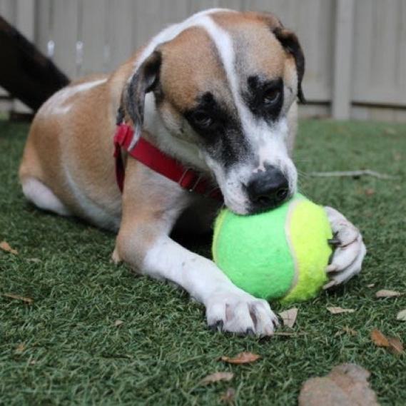 Enlarge Brady, a Adoptable mixed breed in Gainesville, FL image 5/6