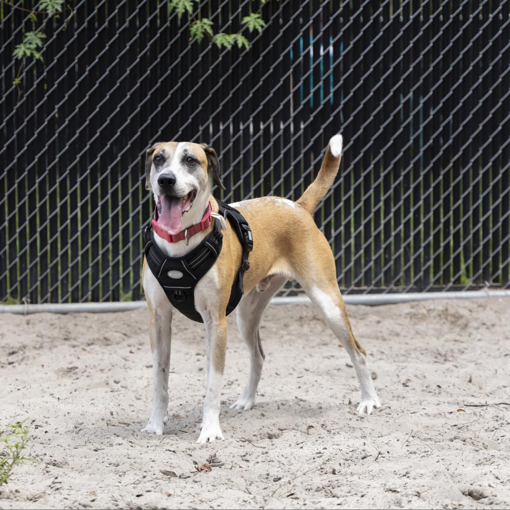 Brady, a Adoptable mixed breed in Gainesville, FL image 6/6