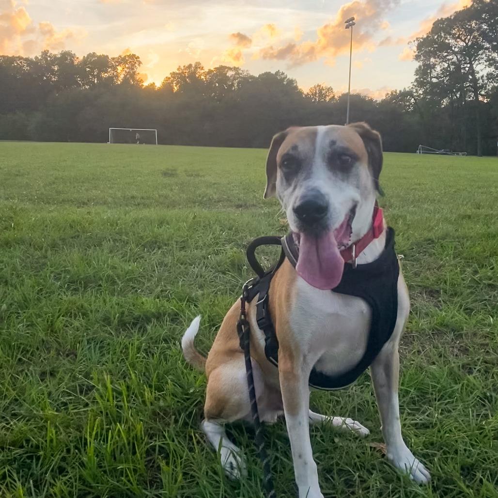 Enlarge Brady, a Adoptable mixed breed in Gainesville, FL image 6/6