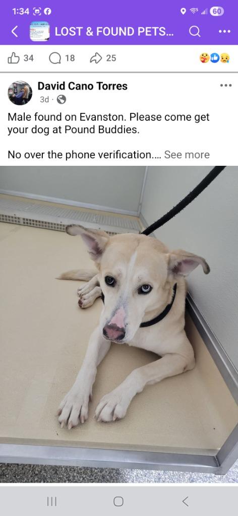 Cheerio, Adoptable, Young Male Labrador Retriever & Husky.