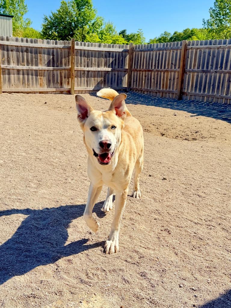 Enlarge Cheerio, a Adoptable mixed breed in Muskegon, MI image 2/2