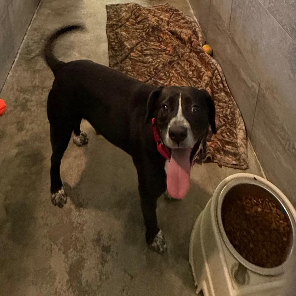 Spooky, Adoptable, Young Male Australian Cattle Dog / Blue Heeler & Mixed Breed.