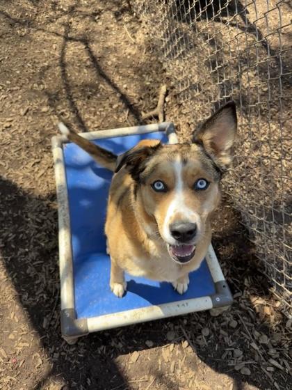 Sadie, Adoptable, Puppy Female Mixed Breed & Mixed Breed.