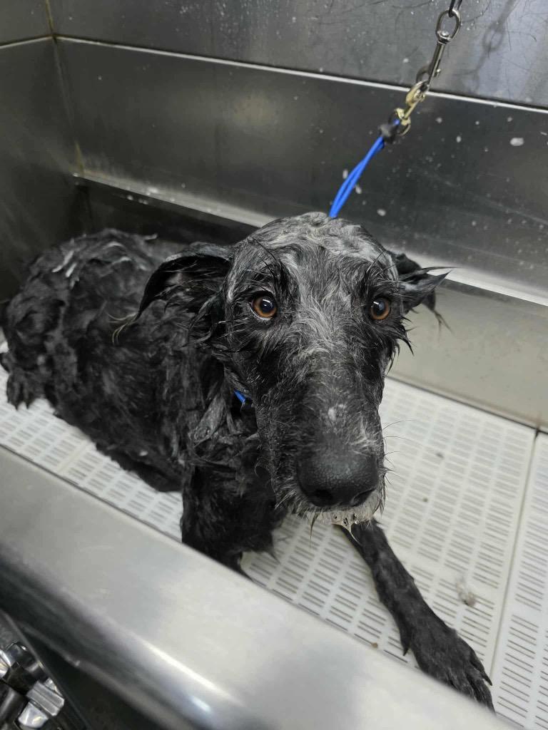 Noelle, Adopted, Young Female Poodle.