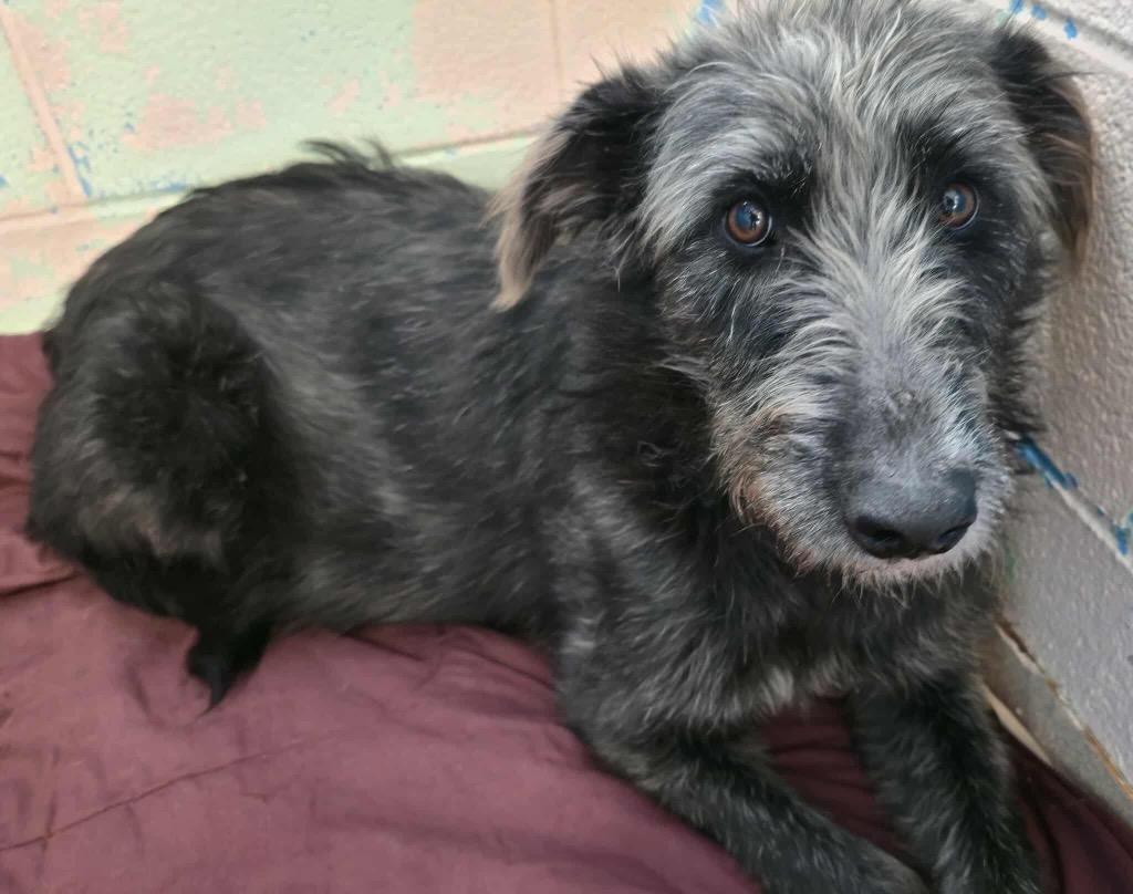 Enlarge Noelle, a Adopted mixed breed in Liverpool, NY image 2/3