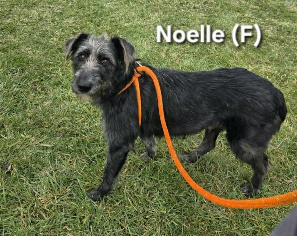 Enlarge Noelle, a Adopted mixed breed in Liverpool, NY image 3/3