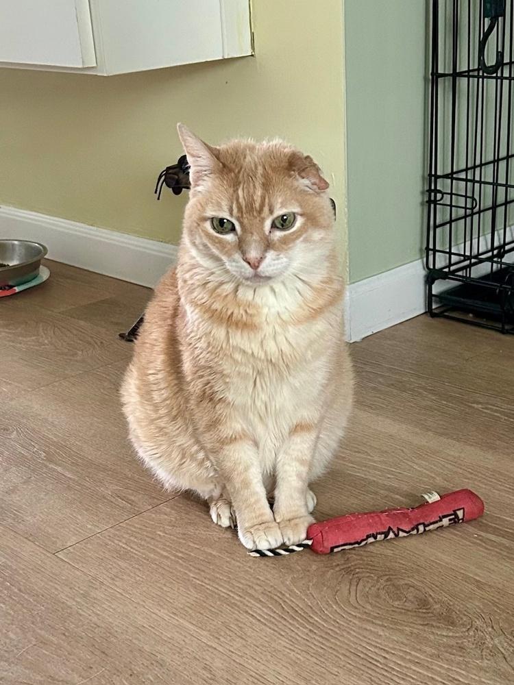 Samuel L J Cat, Adoptable, Senior Male Domestic Short Hair.