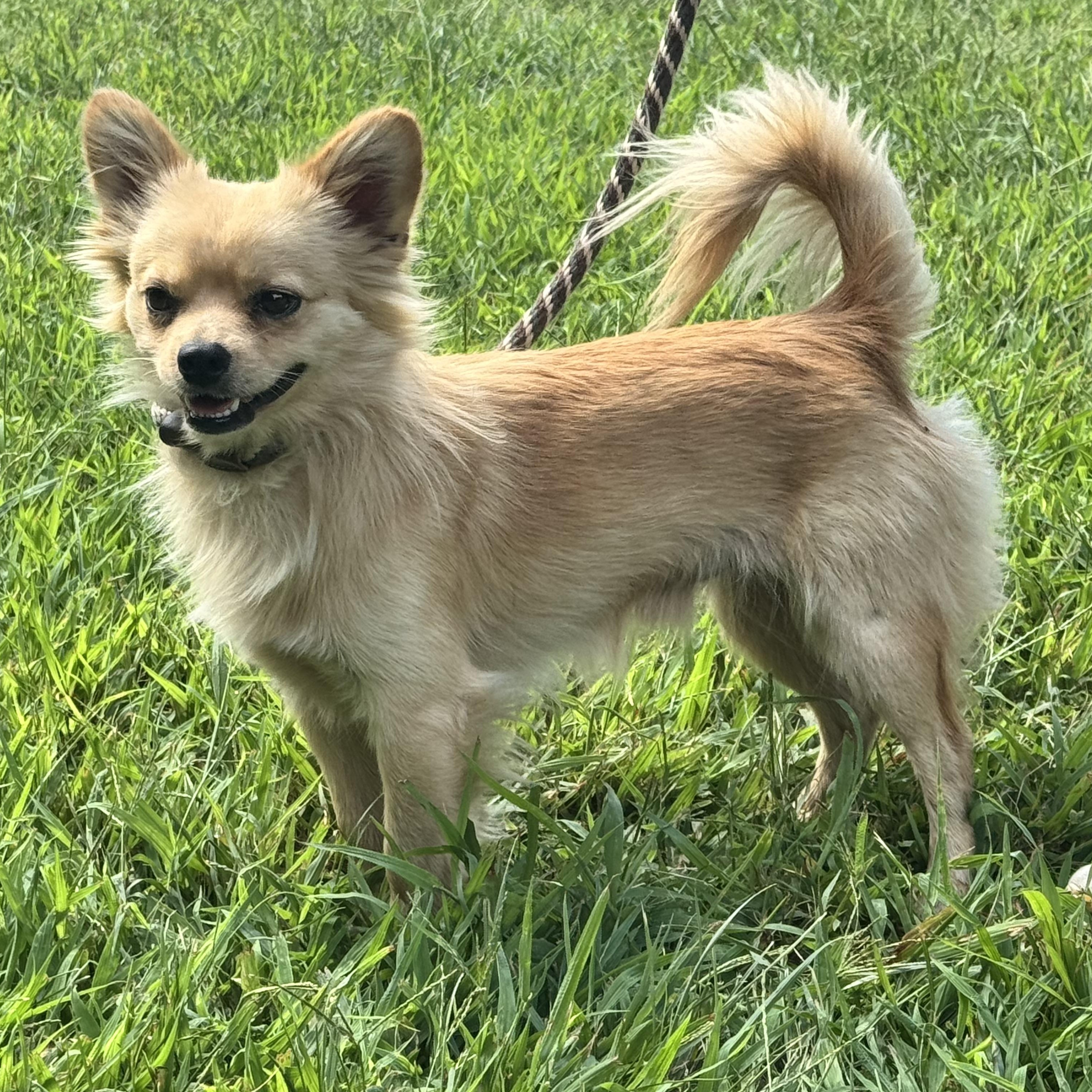 Enlarge Winston, an adopted mixed breed in Richmond, VA image 3/6